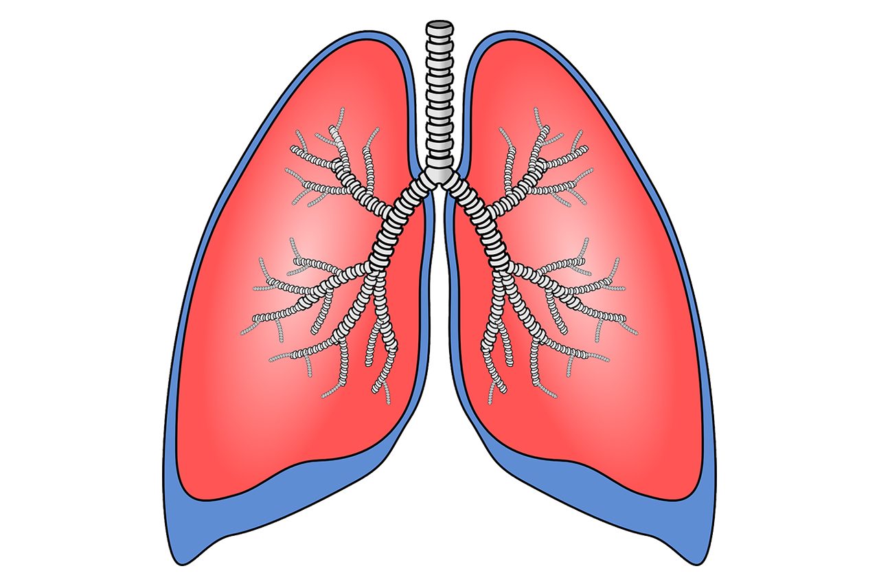 Рисунок здоровых легких